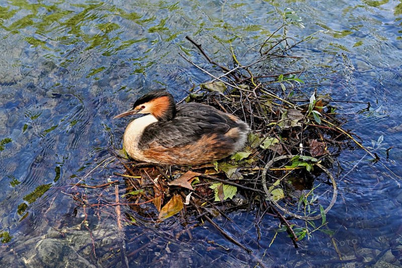 Great Crested Grebe (Podiceps scalloped ribbonfish), sitting on nest, Lake Zug, Cham, Canton Zug, Switzerland