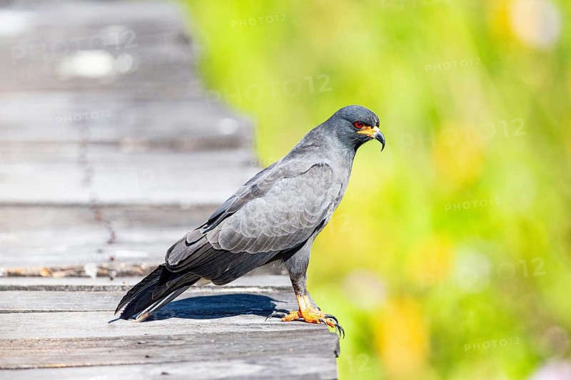 Snail Buzzard (Rostramus sociabilis) Pantanal Brazil