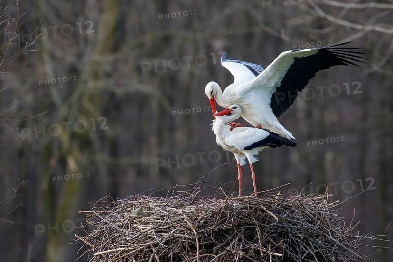 White Stork (Ciconia ciconia) pair mating, North Rhine-Westphalia, Germany