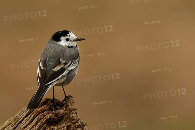 White Wagtail (Motacilla alba), perched on a trunk, Castile and Leon, Spain