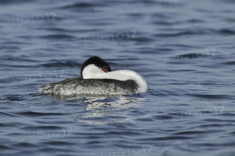 Western Grebe (Aechmophorus occidentalis), California, USA