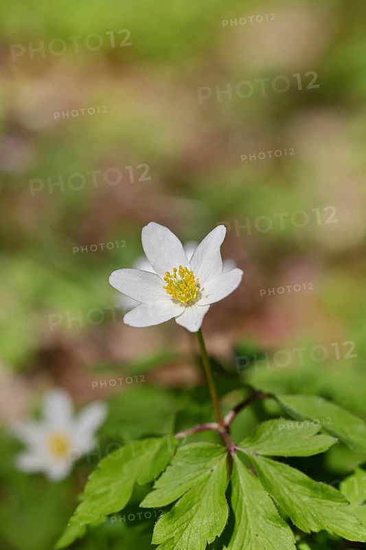 Wood anemone (Anemone nemorosa), flower, close-up, early bloomer, spring, Wilnsdorf, North Rhine-Westphalia, Germany