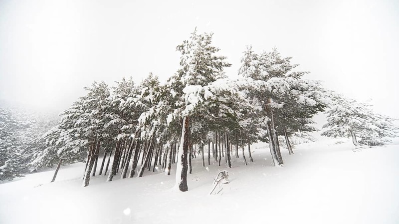 A serene winter scene in Guadarrama National Park, Spain, featuring Aleppo pine trees heavily covered with snow, creating a peaceful and pristine atmosphere