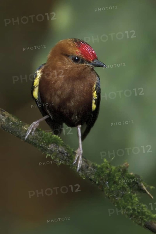 Club-winged Manakin (Machaeropterus deliciosus) male perched on a branch, Ecuador