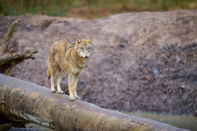 Wolf (Canis lupus), on a tree trunk in a natural landscape with earthy tones, Germany