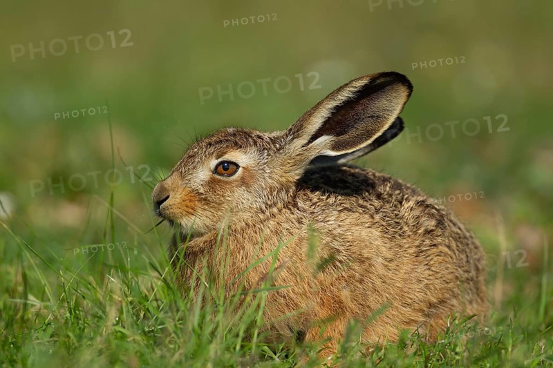 European brown hare (Lepus europaeus) adult animal feeding in grassland in summer, England, United Kingdom