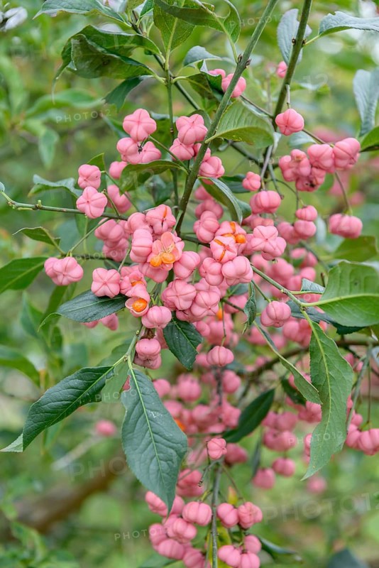 European spindle (Euonymus europaeus),  Federal Republic of Germany