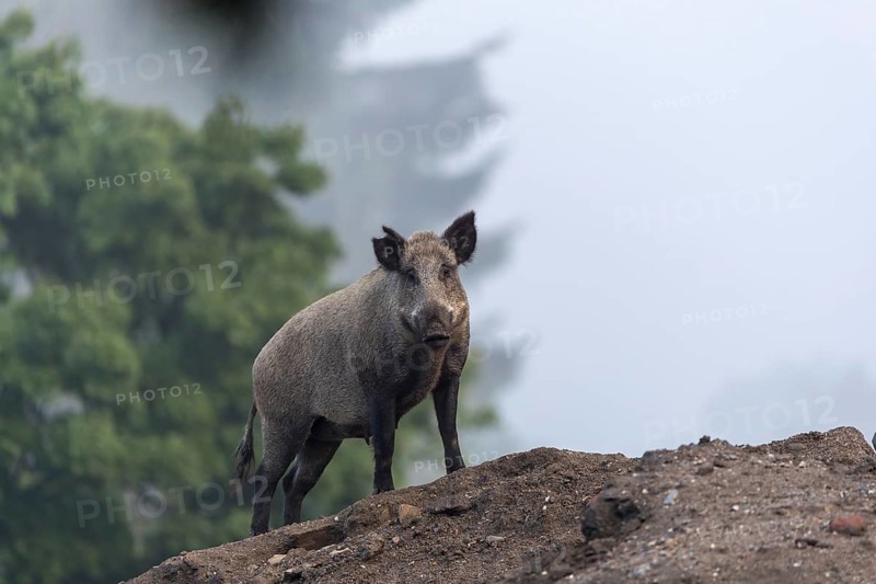 One wild boar or wild pig (Sus scrofa), standing on a hill of debris, with sky in background