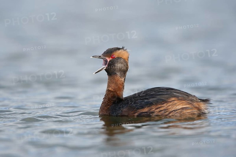 Horned Grebe (Podiceps auritus), Iceland