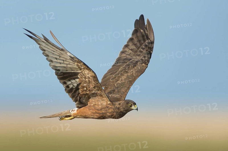 Swamp Harrier (Circus approximans) flying, Victoria, Australia