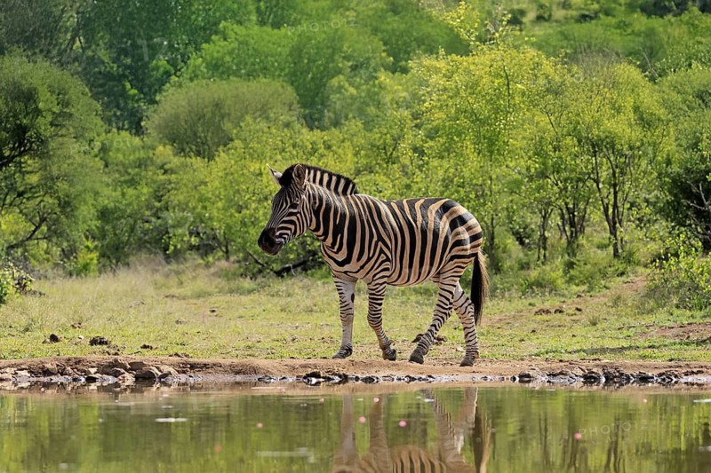 Burchell's zebra (Equus quagga burchelli), Burchell's zebra, adult, at the water, waterhole, running, Kruger, Kruger National Park, South Africa