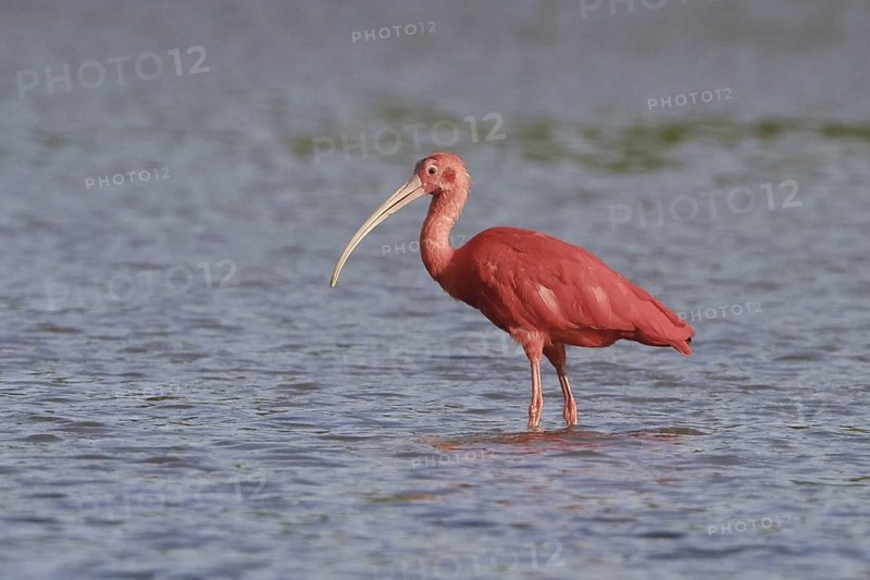 Scarlet Ibis (Eudocimus ruber), Trinidad and Tobago