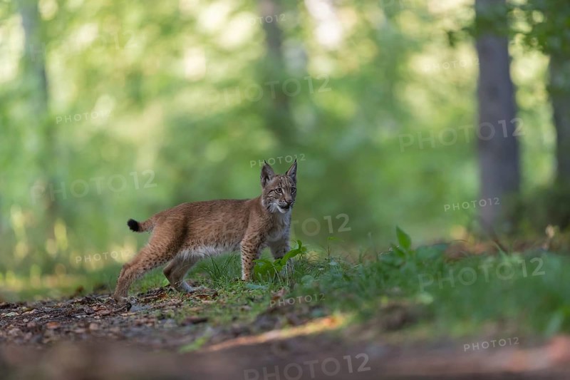 One young Eurasian lynx, (Lynx lynx), standing in a forest. Green vegetation around him