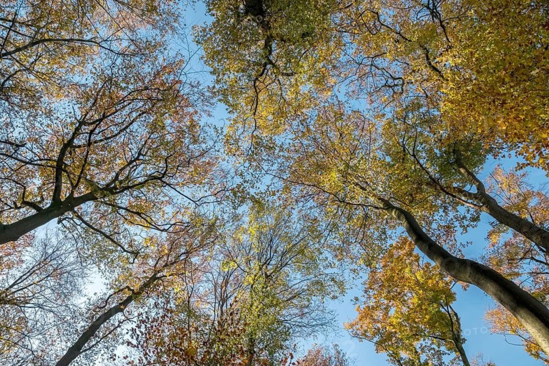 View through beech trees towards the sky, Münsterland, North Rhine-Westphalia, Germany