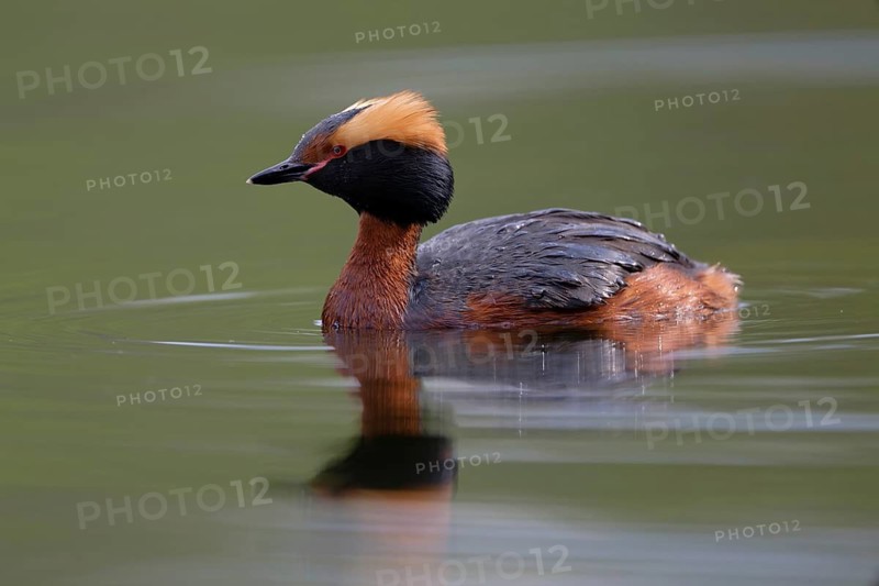 Horned Grebe (Podiceps auritus), Dalarna, Sweden