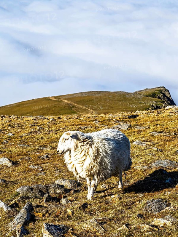 Sheeps on Snowdon Massif, Snowdon Range, Snowdonia, North Wales, UK