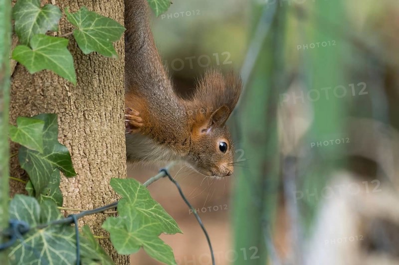 A squirrel (Sciurus vulgaris) climbing a tree trunk overgrown with ivy in a natural environment, Hesse, Germany