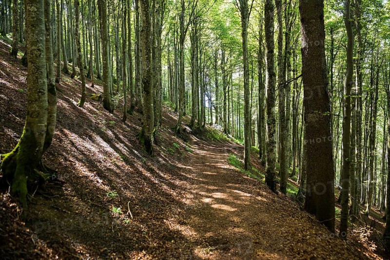 Hiking trail in the forest, Bernau, Southern Black Forest, Black Forest, Germany