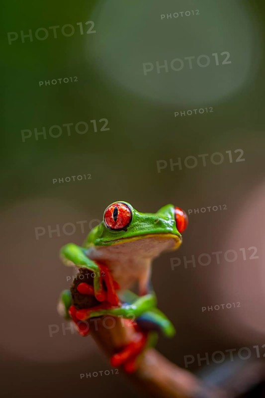 Red-eyed tree frog (Agalychnis callidryas), sitting on a branch, Heredia province, Costa Rica