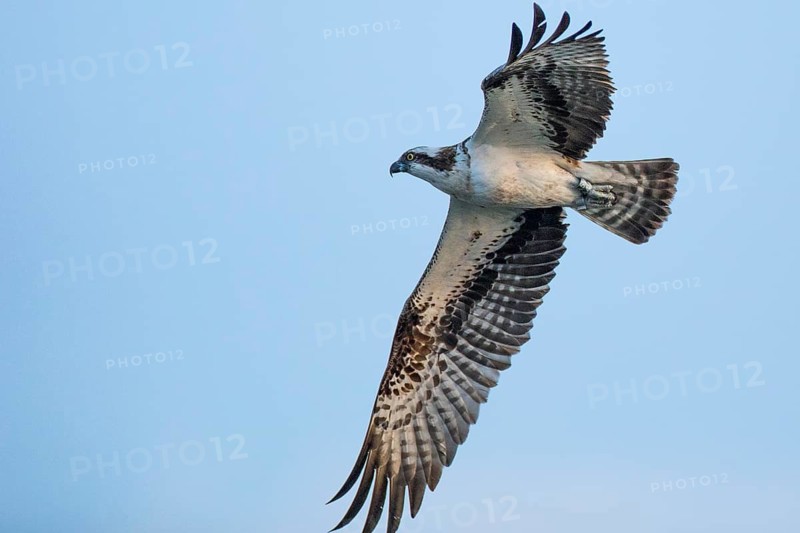 Western Osprey (Pandion haliaetus) flying, Mecklenburg-Western Pomerania, Germany