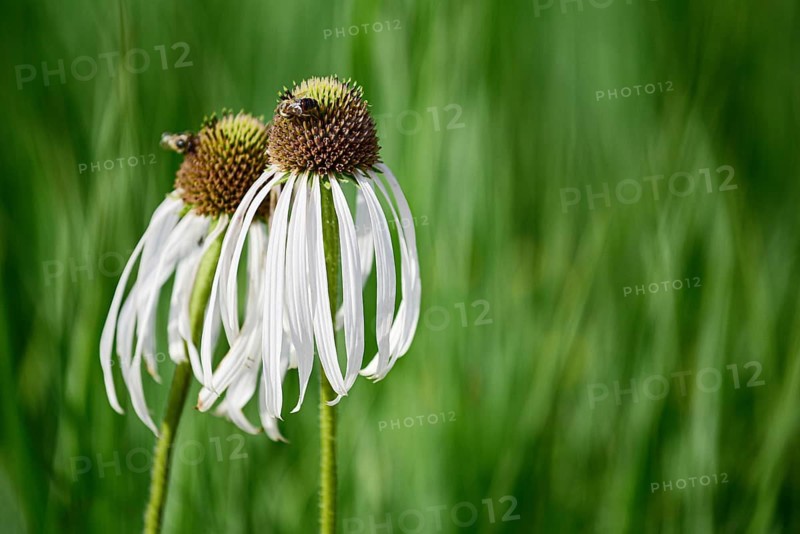 White Coneflower (Echinacea purpurea Alba) Bavaria, Germany