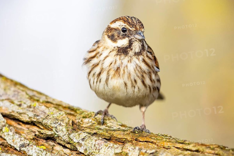 Reed bunting (Emberiza schoeniclus) wbl Germany