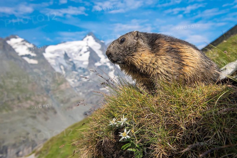 Alpine Marmot (Marmota marmota) adult in alpine landscape, High Tauern National Park, Carinthia, Austria