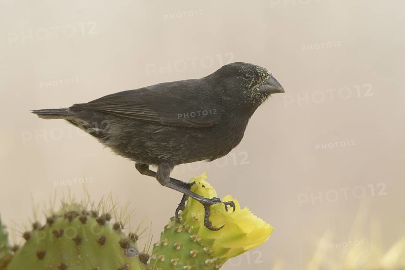 Medium Ground Finch (Geospiza fortis) male, Galapagos, Ecuador