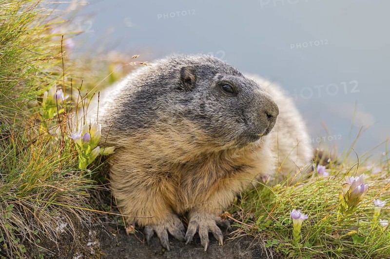 Alpine marmot (Marmota marmota) in autumn, Grossglockner, High Tauern National Park, Austria