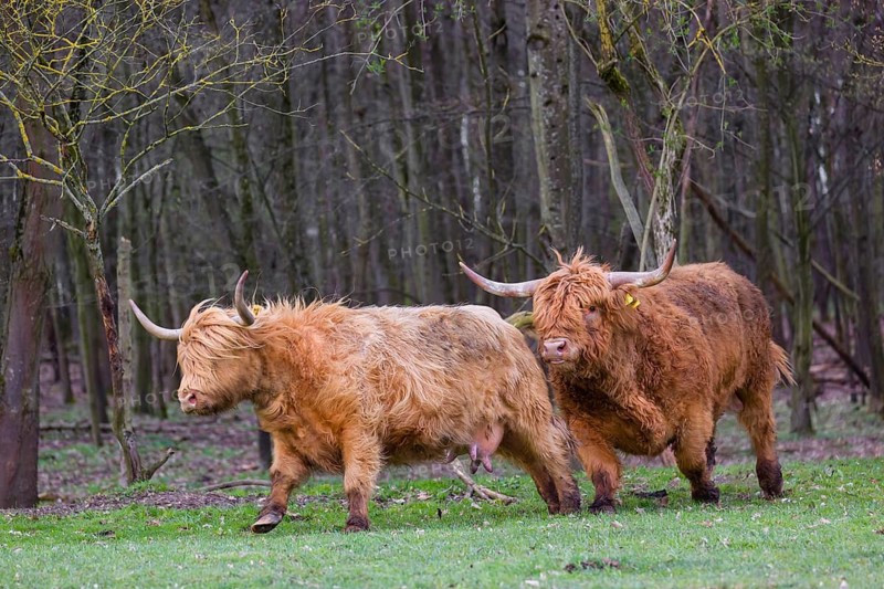 One Highland bull (Bos (primigenius) taurus) chases a cow before mating