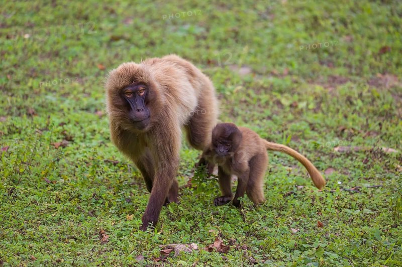 One female Gelada (Theropithecus gelada), or bleeding-heart monkey with her baby walking on a green meadow