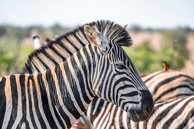 Plains zebra (Equus quagga), adult, animal portrait, Kruger National Park, South Africa