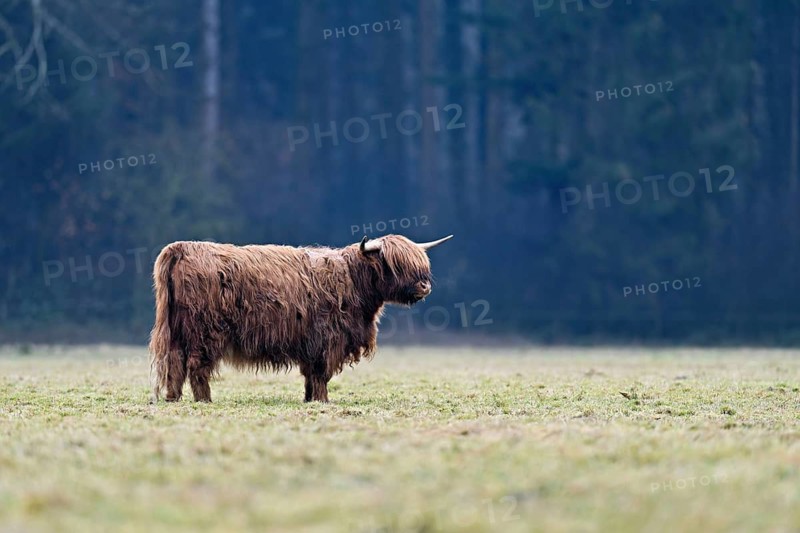 Highland cattle (Bos taurus), adult animal standing in a meadow, Switzerland