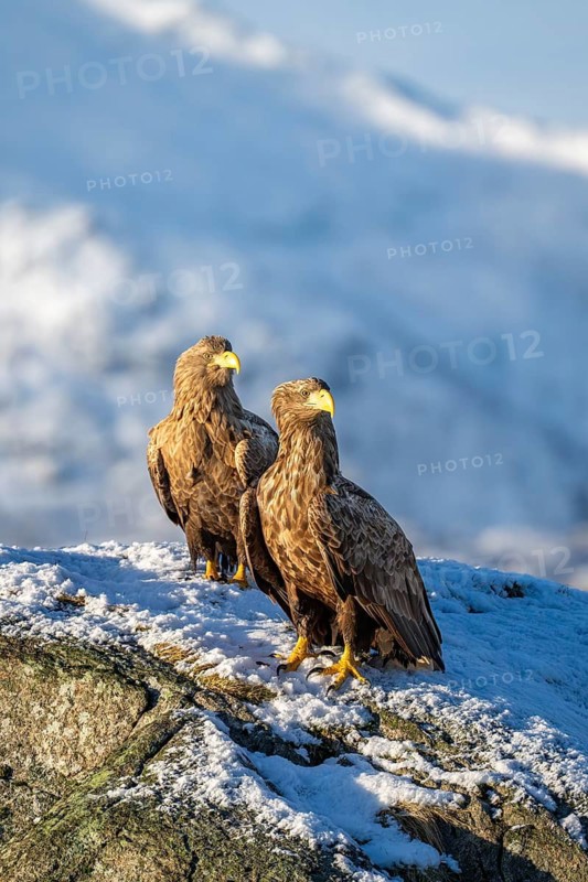 White-tailed eagle (Haliaeetus albicilla), 2 birds sitting on a snow-covered rock, Lofoten, Norway