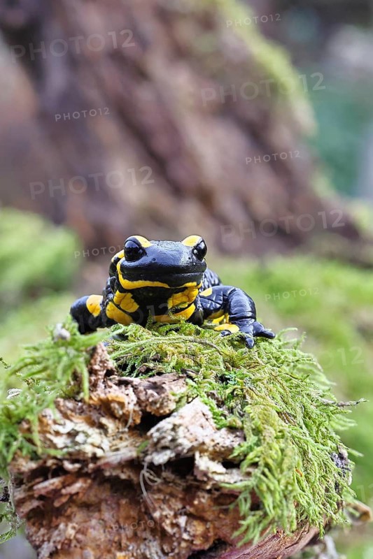 Fire salamander (Salamandra salamandra), running over moss, wildlife, looking into the camera, close-up, Wilnsdorf, North Rhine-Westphalia, Germany
