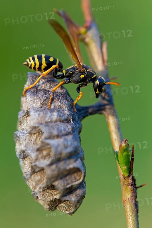 Heath field wasp, Polistes nimpha, paper wasp, Lobau, Vienna, Lower Austria, Austria