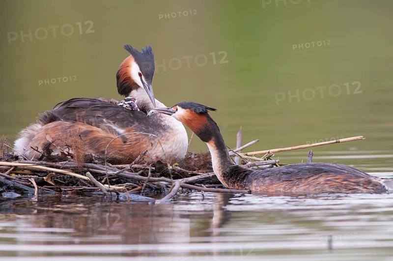 Great Crested Grebe (Podiceps cristatus) pair, Lower Saxony, Germany