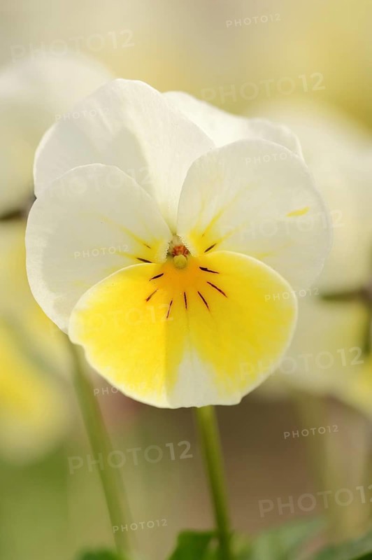 Horned pansy (Viola cornuta), flower, North Rhine-Westphalia, Germany