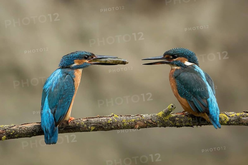 Volwassen man Ijsvogel voert juvenile vrouw, Kingfisher adult male feeding juvenile female