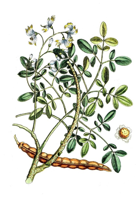 Guilandina moringa, horseradish tree, digital reproduction of a historical model, between 1790 and 1810