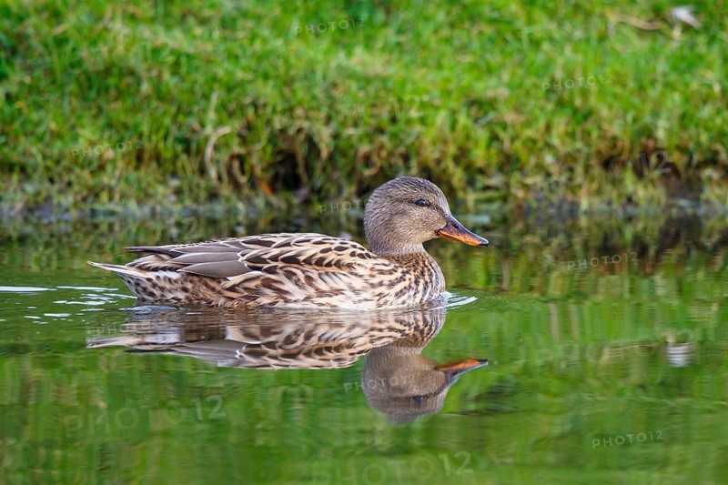 Gadwall (Mareca strepera) female, Netherlands