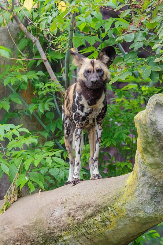 An African Wild Dog, Lycaon pictus, stands in front of some green vegetation on a thick branch of a tree