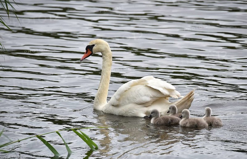 Mute swan, (Cygnus olor) with offspring, chicks, swan babies on the water