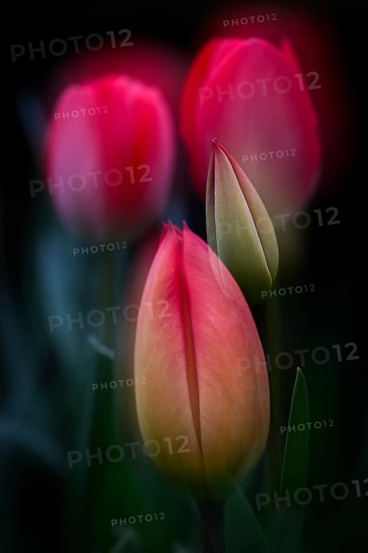 Tulip bud, multiple exposure, pink tulips that have already opened in the background, Germany