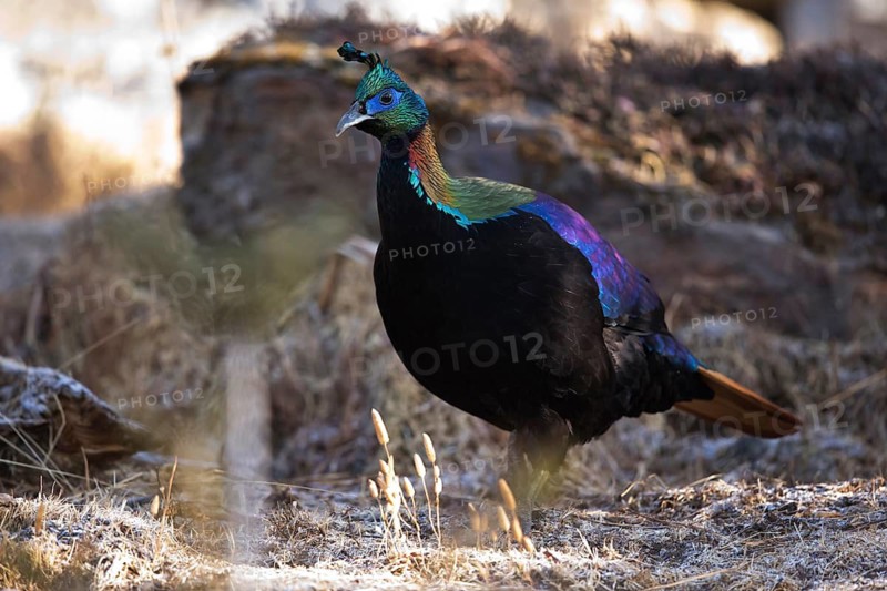 Himalayan Monal (Lophophorus impejanus) male, Bumthang, Bhutan