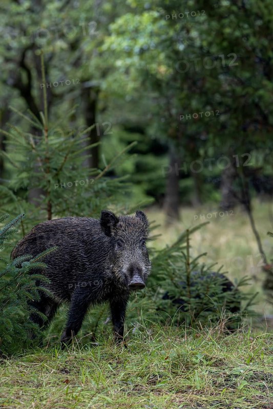The wild boar (Sus scrofa) cautiously pushes itself out of cover, mast year, acorn mast, defensive, September, Denmark