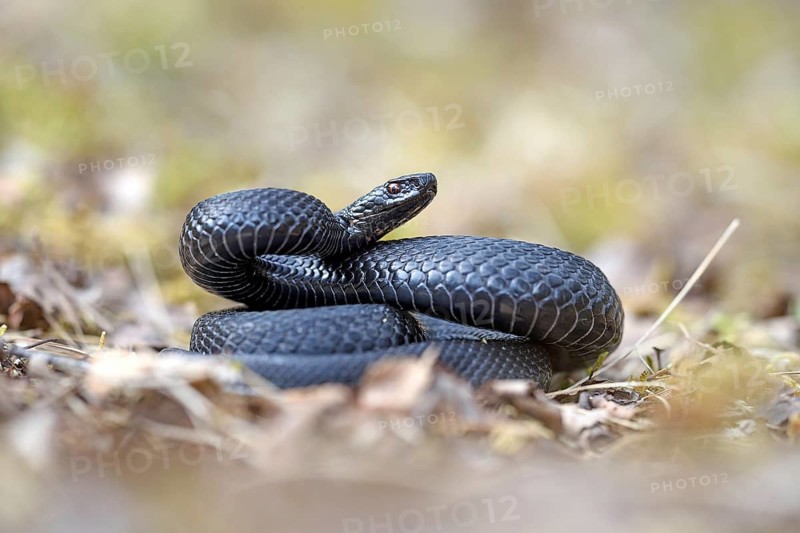 Black adder in threat, (Vipera berus), animals, snake, snakes, reptiles, scale reptiles, Bavaria, Federal Republic of Germany