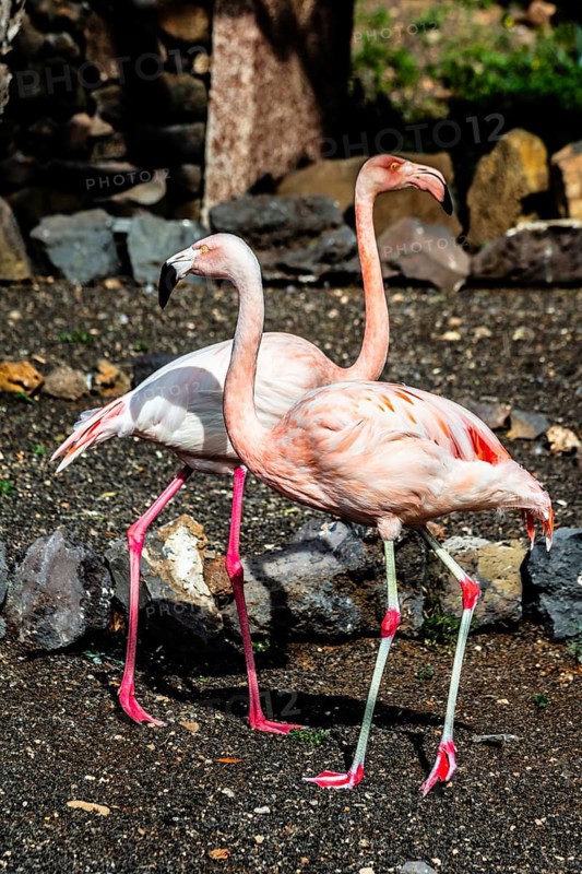 Flamingos in Guinate Tropical Park, Lanzarote, Canary Islands, Spain
