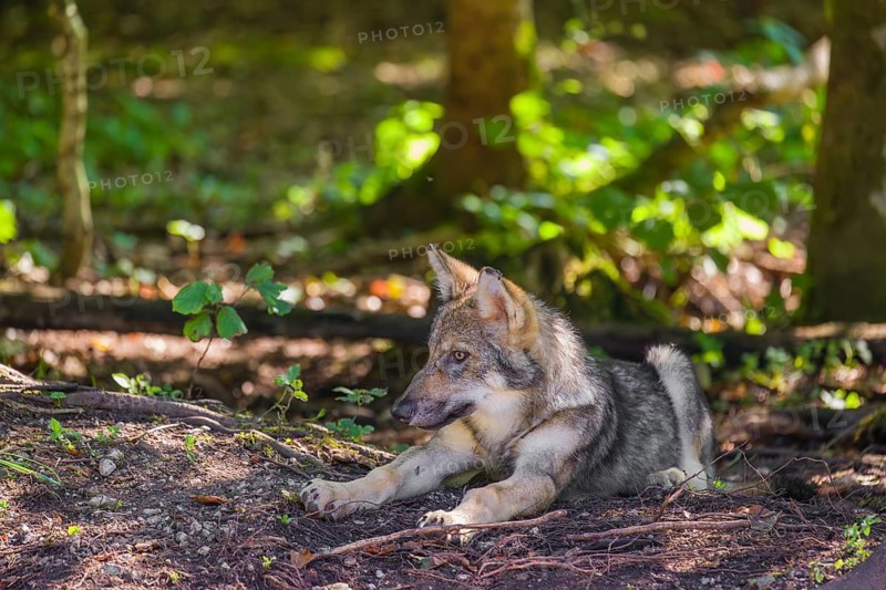 A grey wolf pup (Canis lupus lupus) rests on the forest floor close to a tree