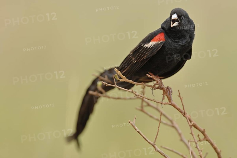 Long-tailed Widowbird (Euplectes progne), Africa